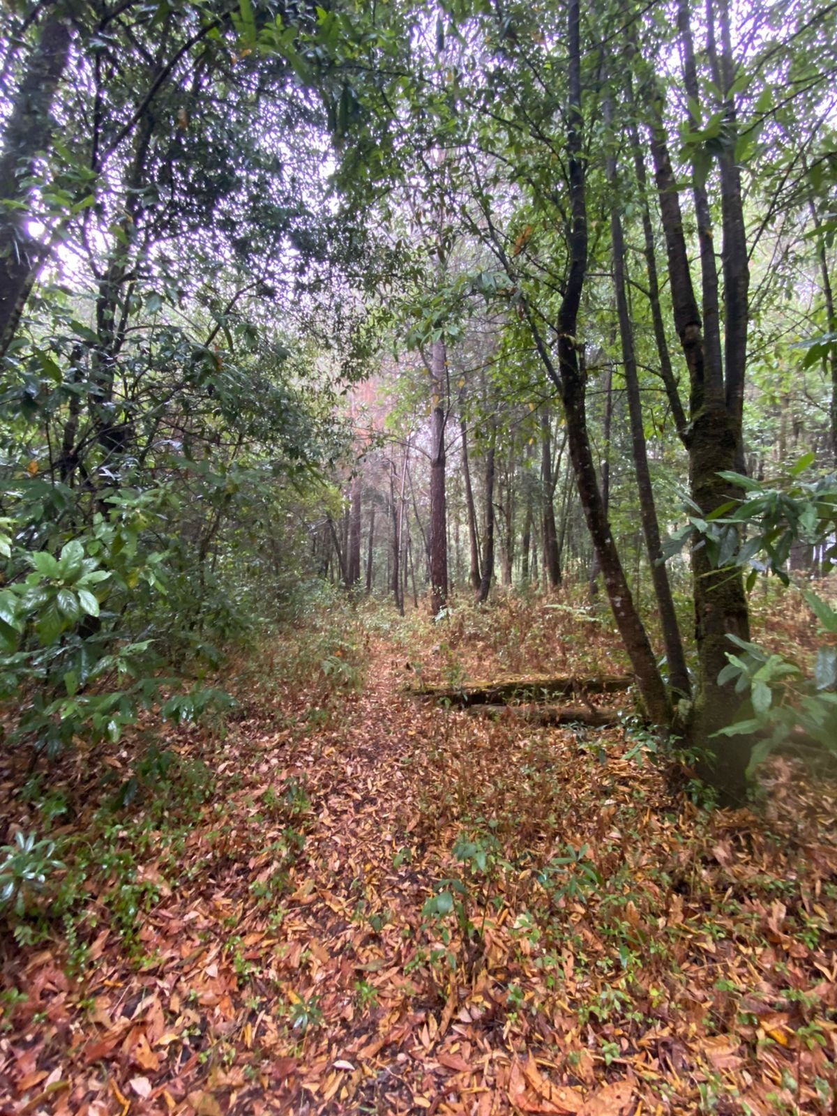 3 hectáreas para soñar, construir y vivir en libertad Valle de Bravo